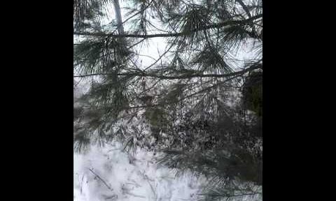 PINE NEEDLE TEA