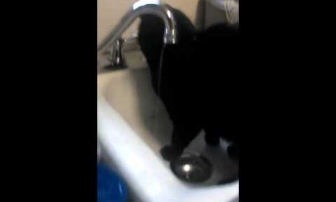 Cat in the sink