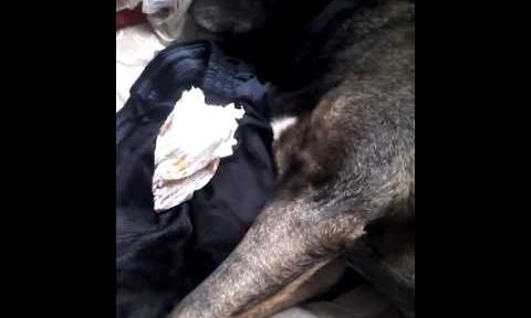 Dogs, all they do is a sleep!