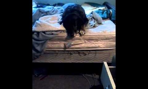 Dogs and chocolate