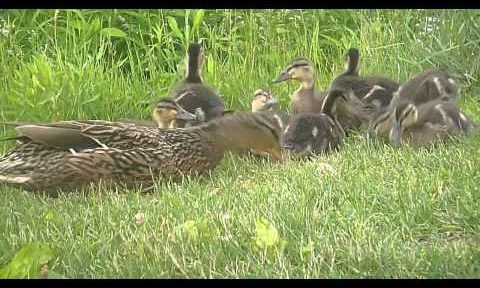 Ducks