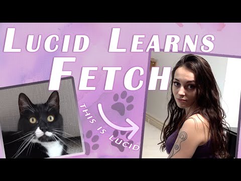 Tom the Cat Teaches Lucid the Model To Play Fetch (this is fantastic)