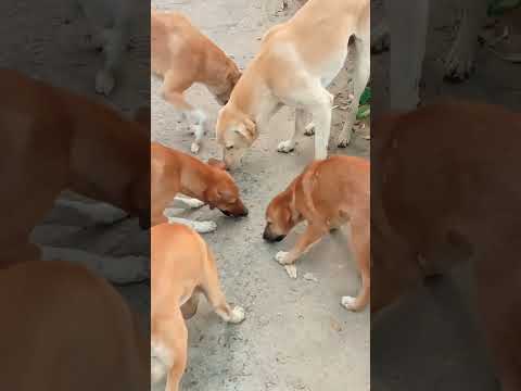 Street Dogs feeding #doglover #shorts #trending #russia #usa #india