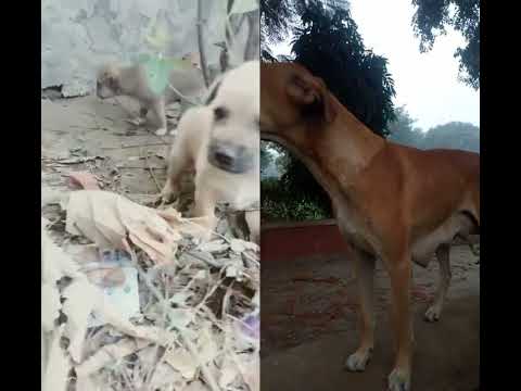 Street Pupps #playing #shorts #funny #mrbeast #dog #love #song #viralvideo #india #russia #usa #ine