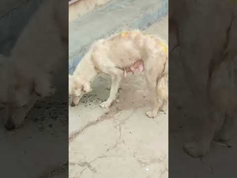 Unfortunate Reality of Dogs #doglover #dog #shorts #short #love #trending #care #russia #india #viralvideo