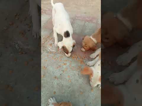 KGF 3 #animals #shorts #funny #love #universe #labrador #yash #srk #bhai #pagal #haryana #dc #marvel