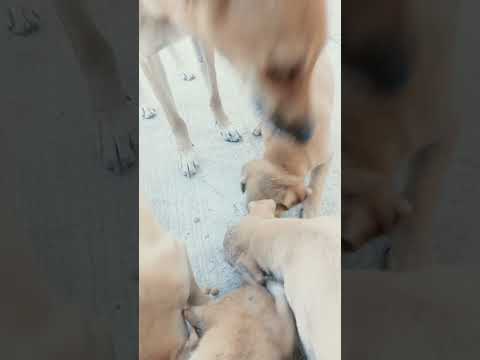 Viral Street Dogs Feeding 11 Dec #funny #shorts #dog #love #viralshorts