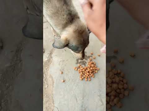 Street Dogs feeding 31-Oct #shorts #funny #dog #love #trending #mrbeast #usa #russia #india #dance