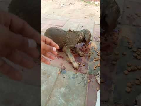 Saved Puppy #doglover #dog #shorts #short #love #trending #care #russia #india #viralvideo #lady