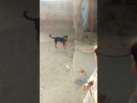 StreetDogs #shorts #funny #dog #dance #love #innovation #technology #panties #usa #italy #rock #song