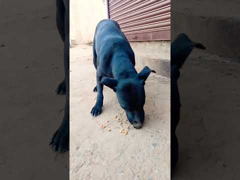 Black Pitbull #dog #poem #rihanna #crazy #craft #shorts #funny #love #dance #care #treatment #india