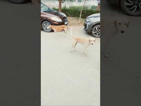 Street Dogs Feeding #funny #shorts #song #dance #viralvideo #trending #prank #russia #india #video