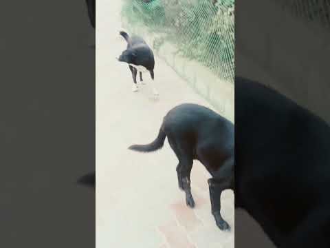 Street Dogs feeding #shorts #funny #video #viralvideo #mrbeast #trending #viralshorts #dog #india