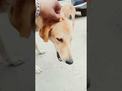 Pleased Dogs #shorts #funny #video #viralvideo #mrbeast #trending #viralshorts #challenge #india #dog