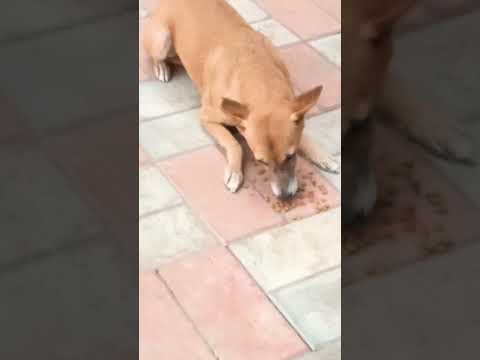 FEEDING #KGF 3 #DOGLOVER #DOG #animals #korea #trending #viralvideo #viralshort