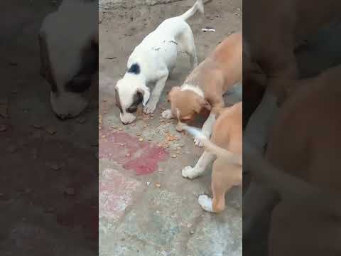 SadReality of Dogs feeding #pedigree #dog #shorts #short #love #song #funny #trending #dance #russia