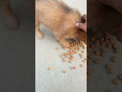 New Puppies feeding #shorts #shortvideo #short #love #song #punjabisong #dog #dance #narendramodi