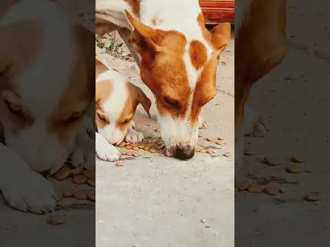 Mrbeast Puppies Feeding task #mrbeast #shorts #funny #trending #challenge #dog #short #usa #russia
