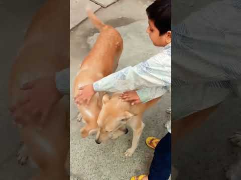 Attraction of Street Dogs #shorts #viralvideo #trending #song #dance #dog #india #usa #chuchutv #ine