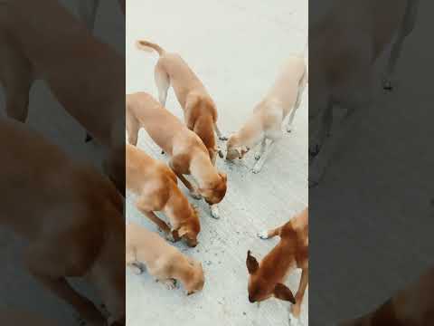 Abandoned Dogs feeding #dog #songs #shorts #vindiesel #pitbull #feeding #russia #amazing #crazyxyz