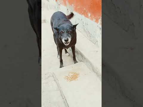 Mrbeast Dogs Feedingtask #mrbeast #shorts #funny #trending #challenge #dog #short #usa #russia #cute