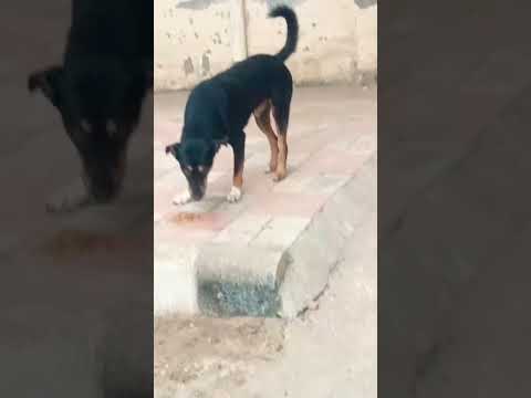 New Dogs feeding #love #food #dog #shorts #short #mrbeast @MrBeast @ChuChuTV