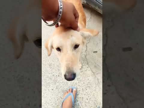 Harmed Dogs feeding N Care #doglover #love #dog #shorts #desi #russia #india #trending #viralvideo