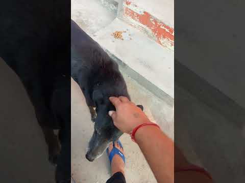 Street Dogs feeding #dog #shorts #video #viralvideo #viralshorts #trending #song #dance #mrbeast