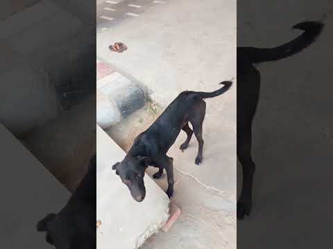 Street Dogs feeding #shorts #shortvideo #short #video #trending #feedingstreetdogs #dog #viralvideo