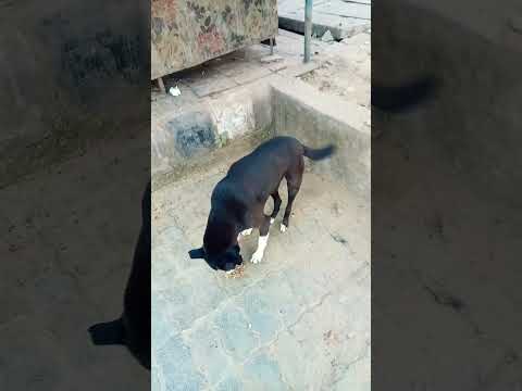 Kind Dogs #doglover #dog #shorts #chuchutv #russia #mrbeast #cartoon #trending #viralvideo #india