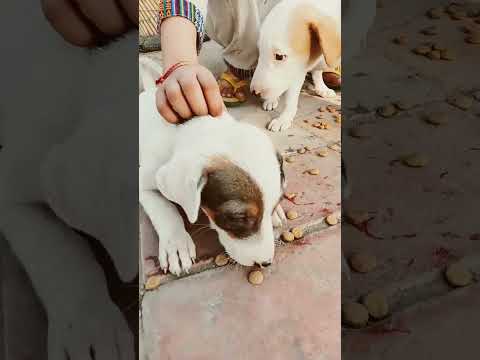 New born Puppies #shortvideo #shorts #short #love #song #dance #viralvideo #viralshorts #dog #russia