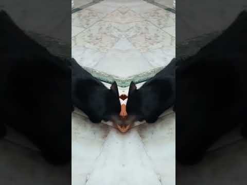 Feline Feeding with Sheba #catlover #cat #doglover #catfood #love #russia #usa #korea #india