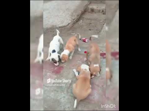 Our Heroes #kindness #puppy #feedshorts #love #shorts #chuchutv #mrbeast #india #russia #trending