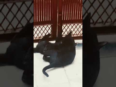 Feline Fighting #mrbeast #shorts #shortvideo #trending #short #love #dance #song #viralvideo #cat #dog