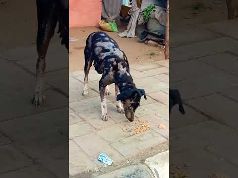 Alan Walker #doglover #dog #CONCERT #treatment #trending #shorts #viralshorts #diljitdosanjh #russia