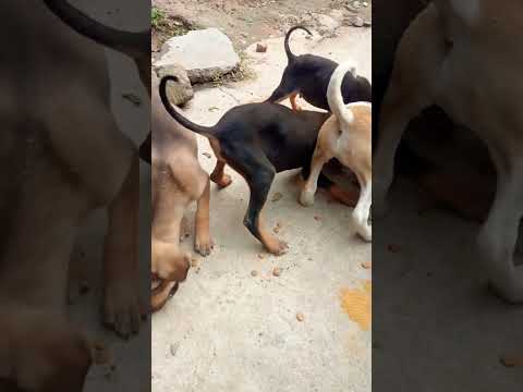 Celebration Time #dog #love #crazy #fun #viralshorts #boxing #tech #gaming #india #russia #usa #trending