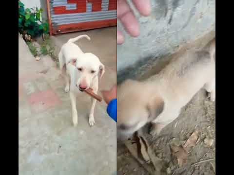 Street Dogs Feeding # 1million #barking #dog #love #shorts #funny #trending #short #video @mrbeast