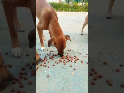 United States Feeding Pak Dogs #Shorts #Doglover