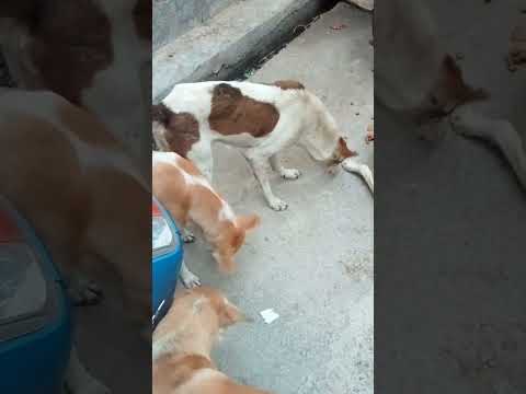 Street Dogs feeding #shorts #short #shortvideo #viralvideo #viralshorts #trending #song #dance #dog