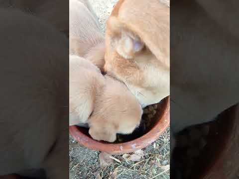 German Dogs feeding #doglover #dog #shorts #viralshorts #japan #koreanfood #south #india #short #usa