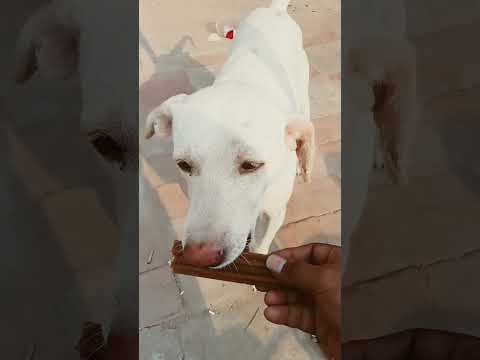 New born Puppies feeding #dog #shorts #funny #india #song #love #trending #attitude #usa #mrbeast