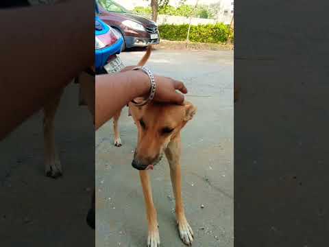 Street Rangers #Dog #shorts #funny #dance #india #usa #russia #china #trending #love #song #tseries