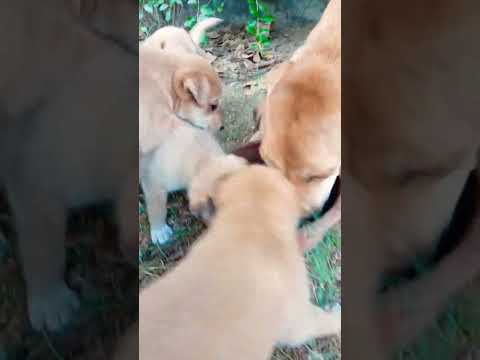 Diljit Babies #puspa 2therule #dog #shorts #funny #love #care #viralvideo #animals #trending #india