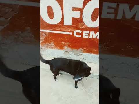 Street Dogs feeding #shorts #funny #trending #shortvideo #short #dance #love #viralvideo #video #usa